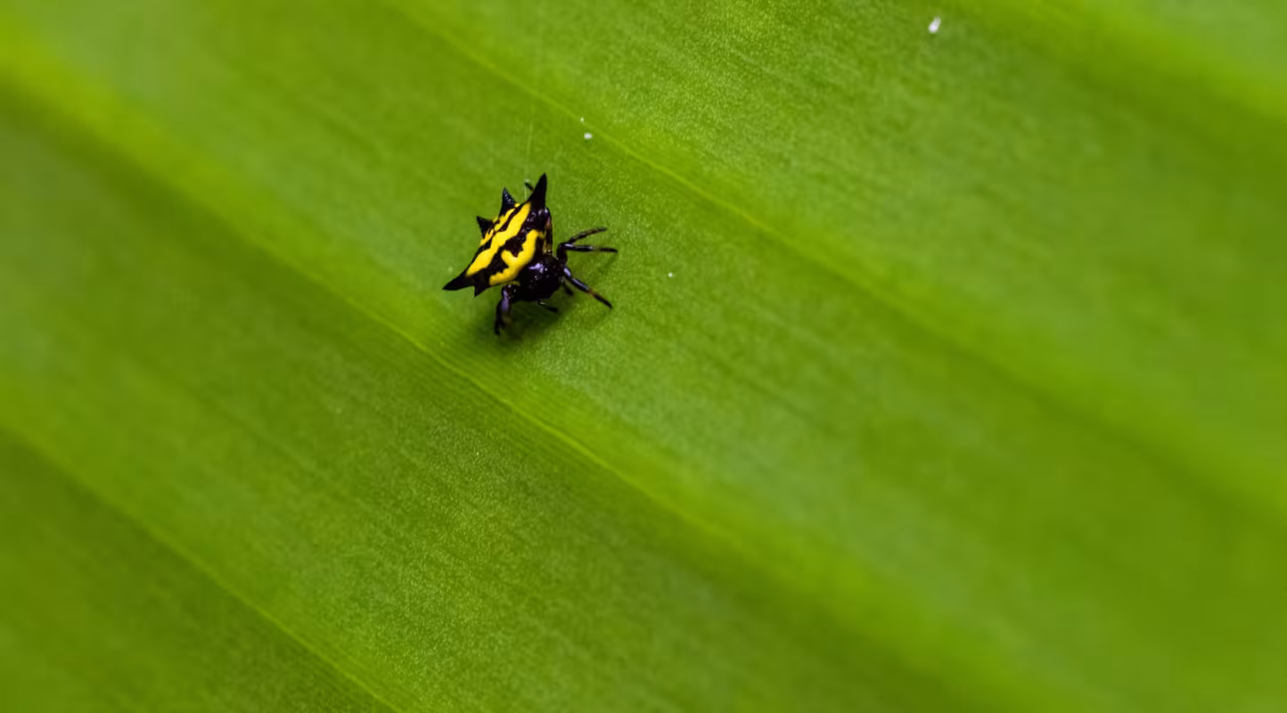 Portrait d'une araignée-crabe du genre Gasteracantha sp., observée sur des bananiers au milieu d'une culture de vanille.