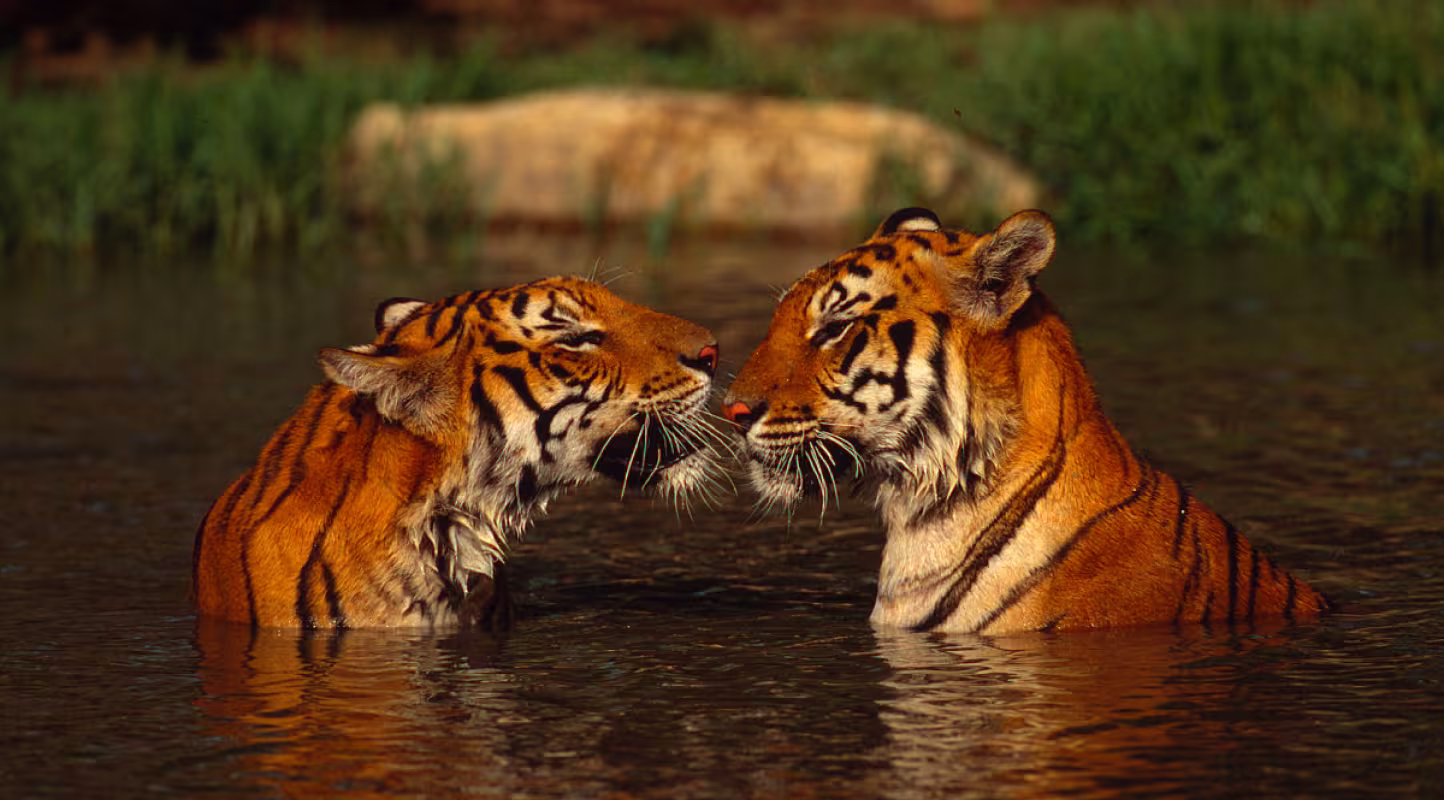 Tigres-Couple-Thailand