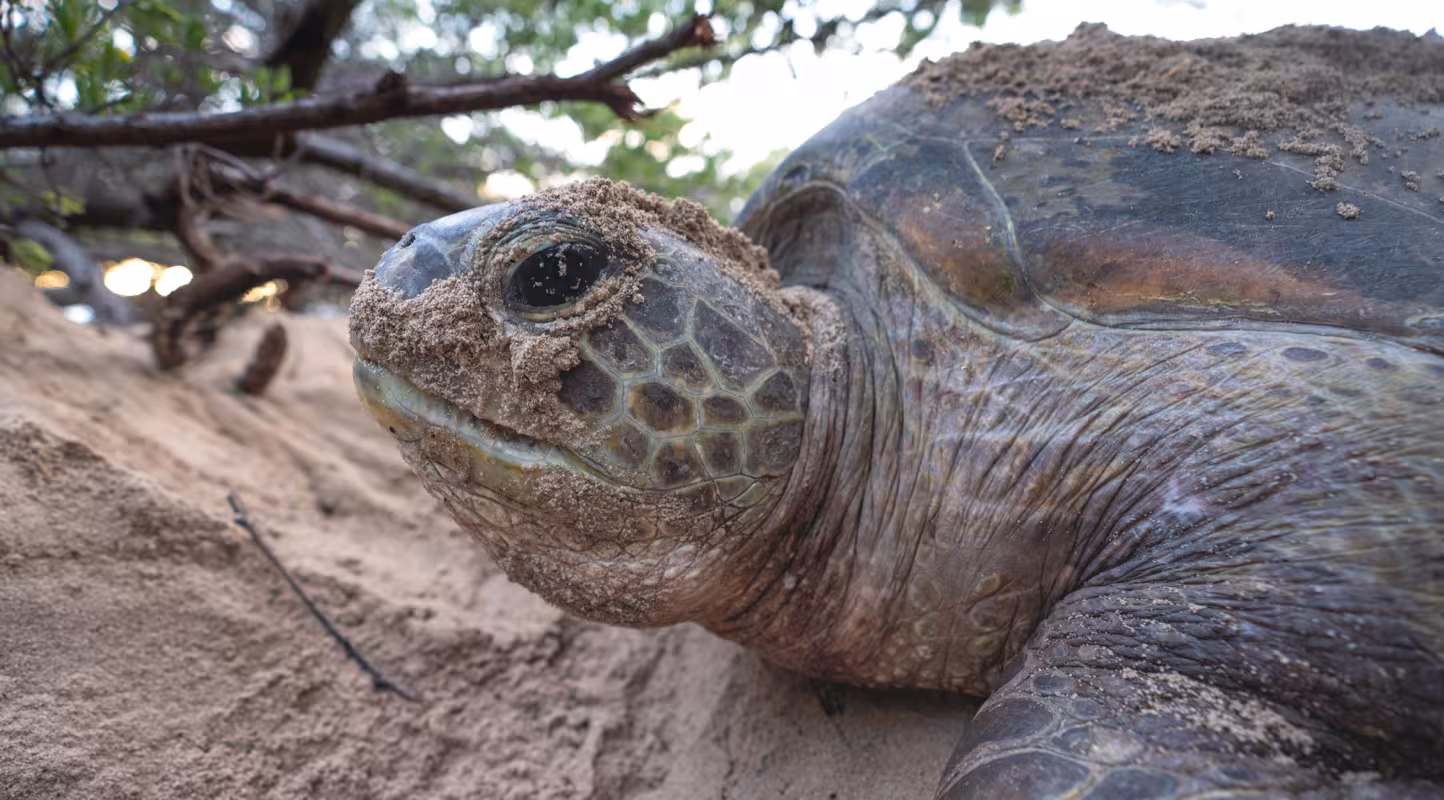 Tortue verte Nouvelle-Calédonie