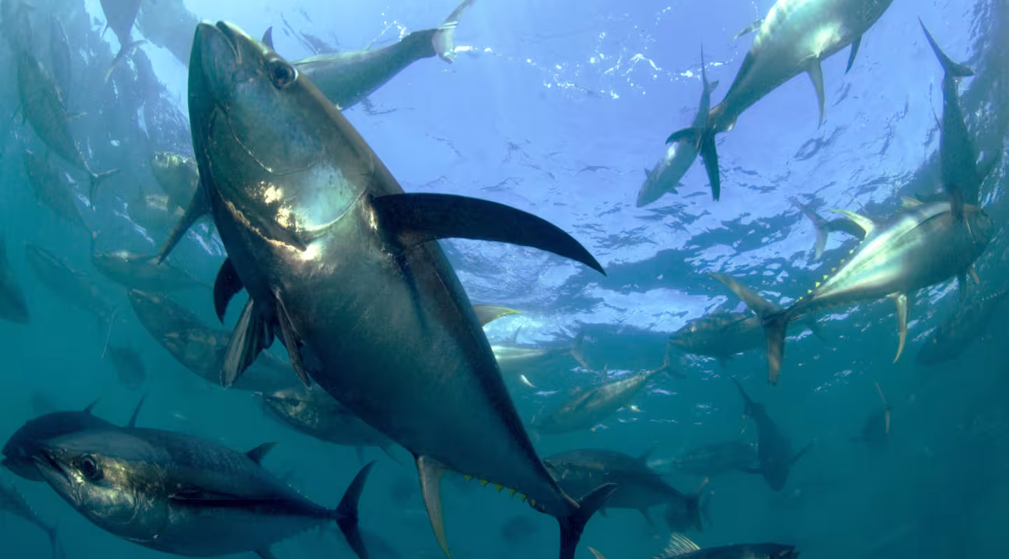 Banc de thons albacores dans l'océan Indien 