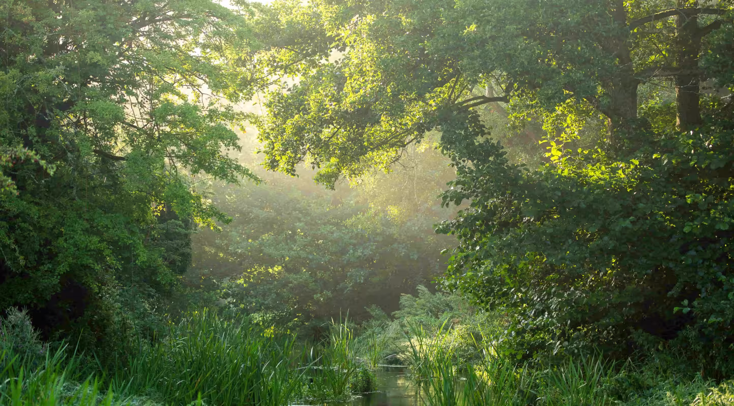 Arbres sur la rivière Nar, près de Castle Acre, Norfolk, Royaume-Uni.