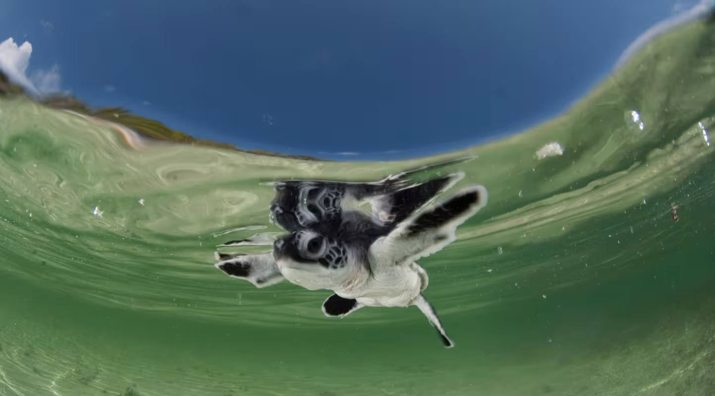 Bébé tortue verte (Chelonia mydas) nageant vers la mer encore dans les eaux peu profondes de la plage. Île Anano, Wakatobi, Sud de Sulawesi, Indonésie
