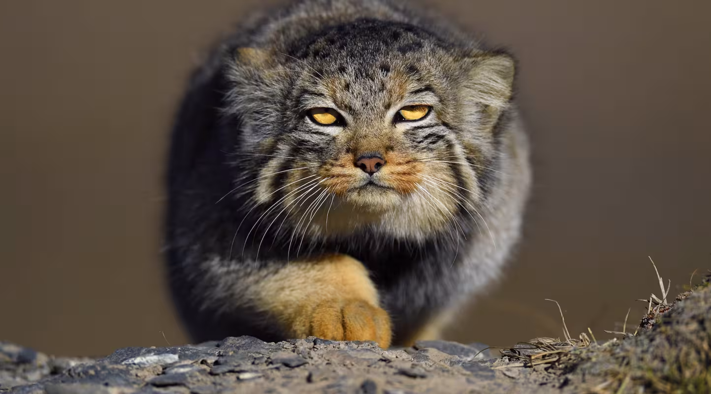 Chat Pallas (Otocolobus manul)