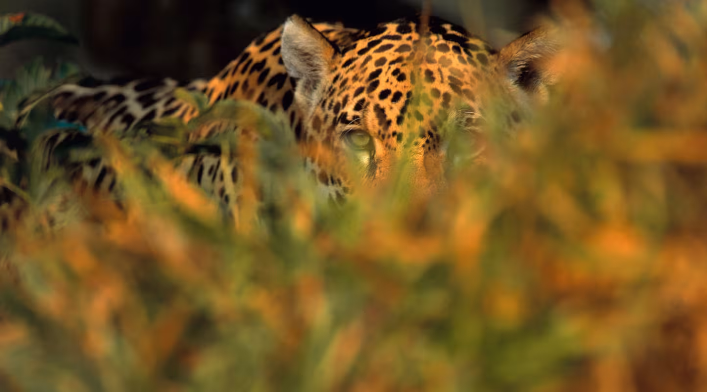 Jaguar (Panthera onca), Pantanal, Brazil.