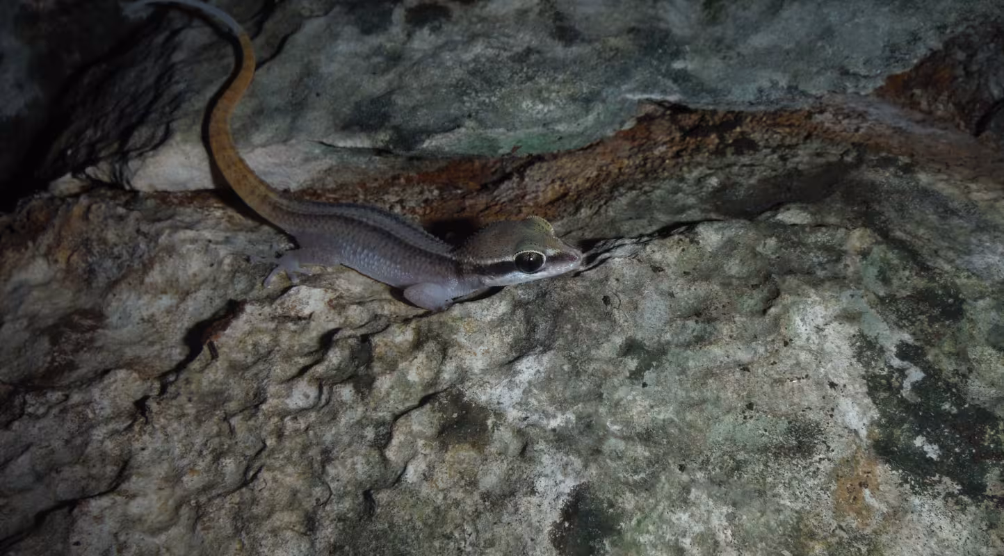 Un Dixonius découvert dans le parc de Sam Roi Yot en Thailande.