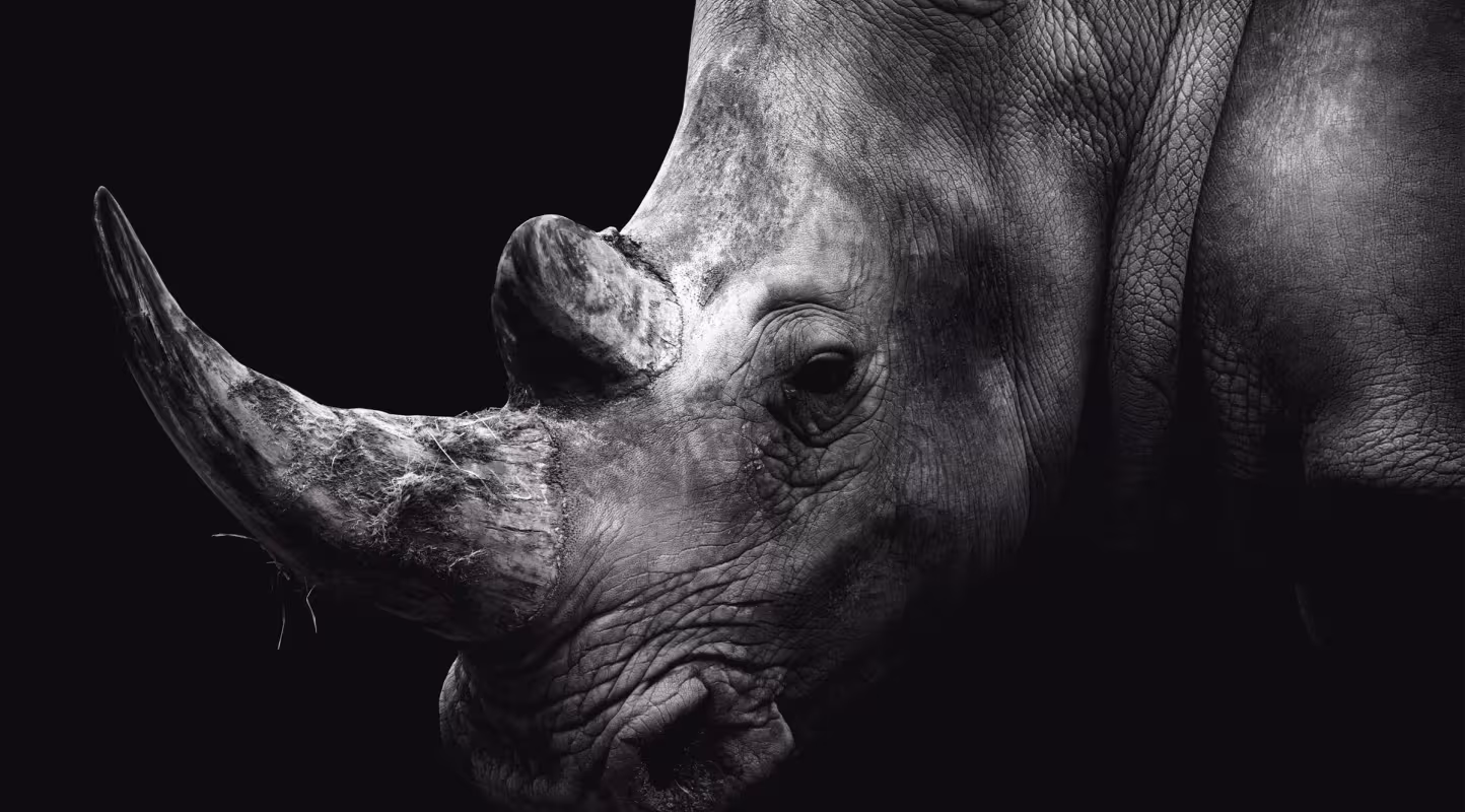 Un rhinocéros en noir et blanc.