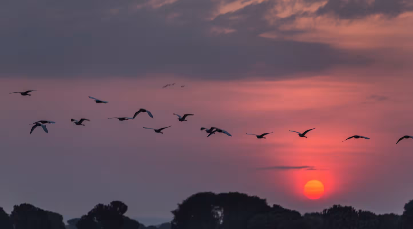 Oiseaux sauvages volant au-dessus de la réserve du village de Kavanyongi, République Démocratique du Congo