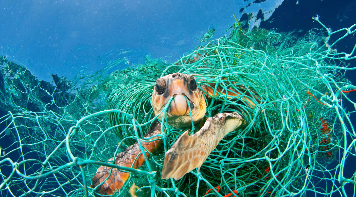 Tortue caouanne (Caretta caretta) prise au piège dans un filet abandonné dérivant, mer Méditerranée