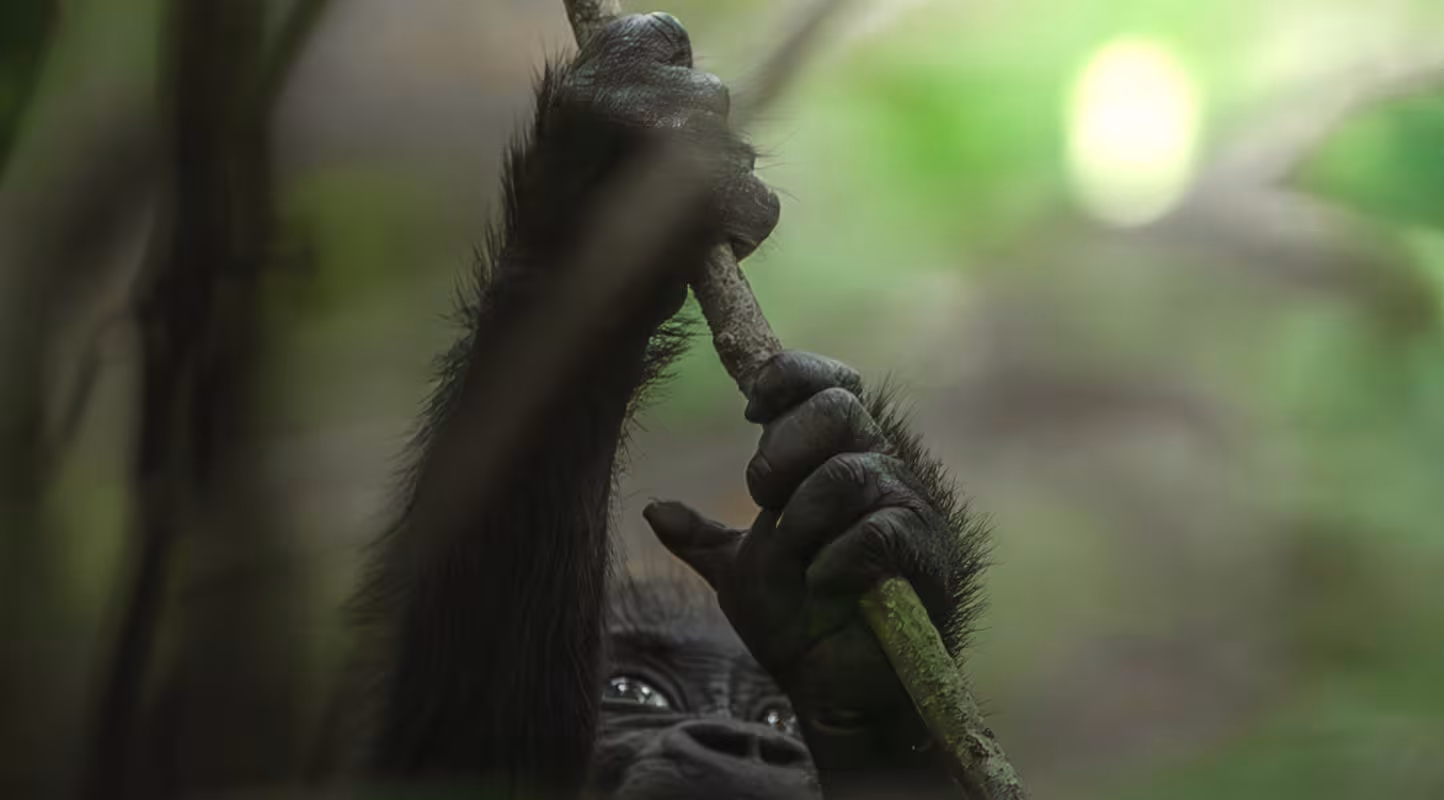 Au Coeur de la Jungle - photo - Jeune Gorille accroché à une branche