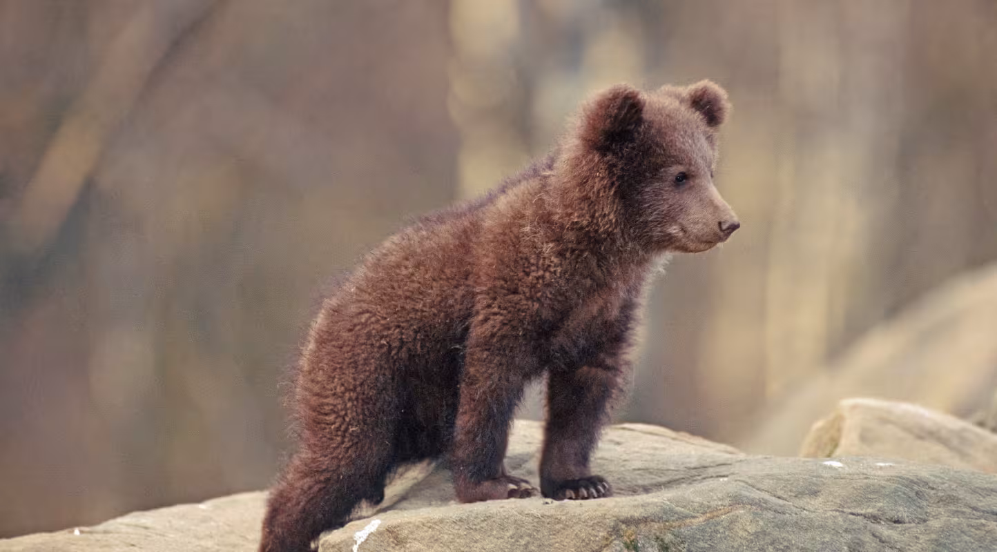 Jeune ourson (Ursus arctos) 