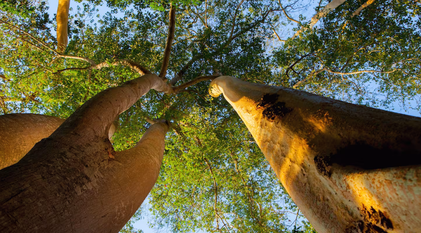 Arbres de la Réserve de gibier de Selous (Tanzanie)