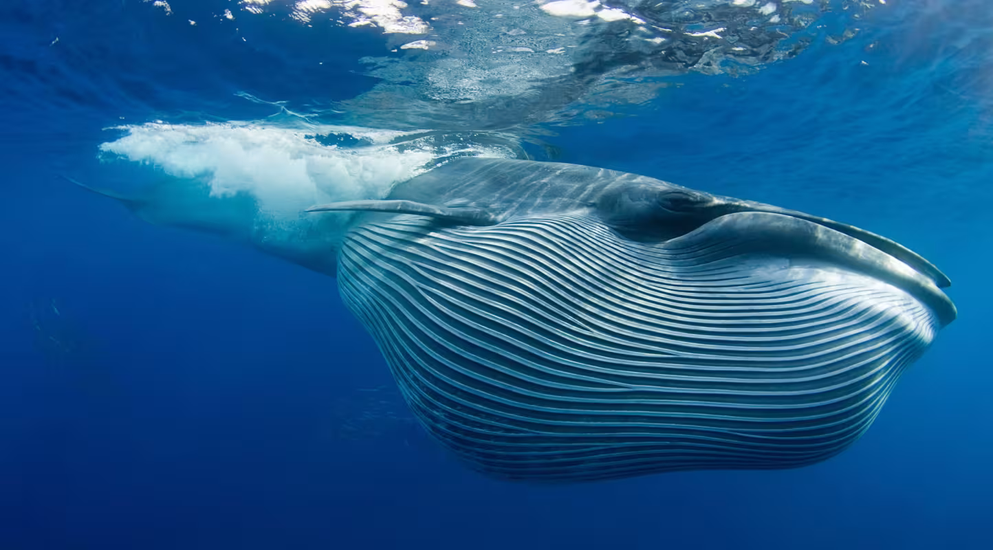 Rorqual de Bryde (Balaenoptera brydei), basse-Californie (Mexique)