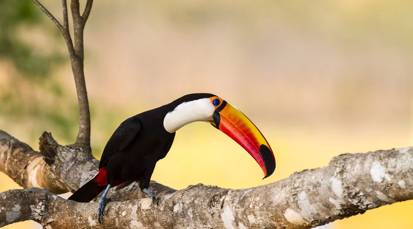 Toucan toco sur une branche - Pantanal Brésil