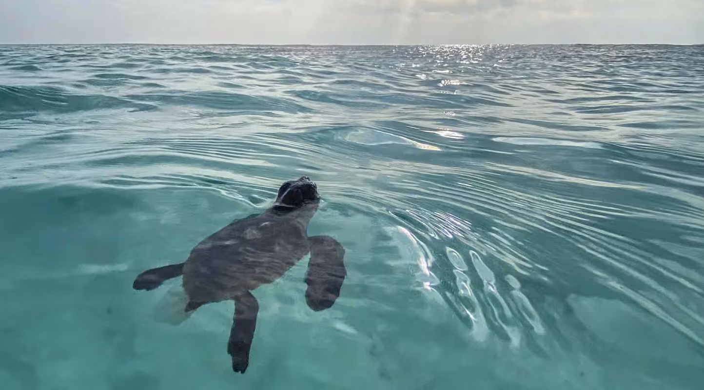 Bébé tortue marine en Nouvelle-Calédonie