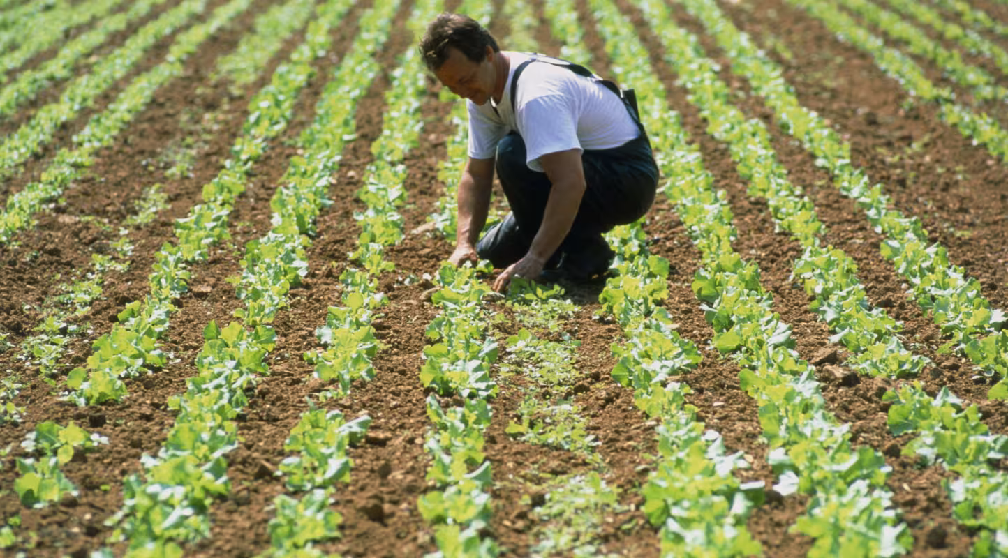 Agriculteur au milieu des ses laitues biologiques