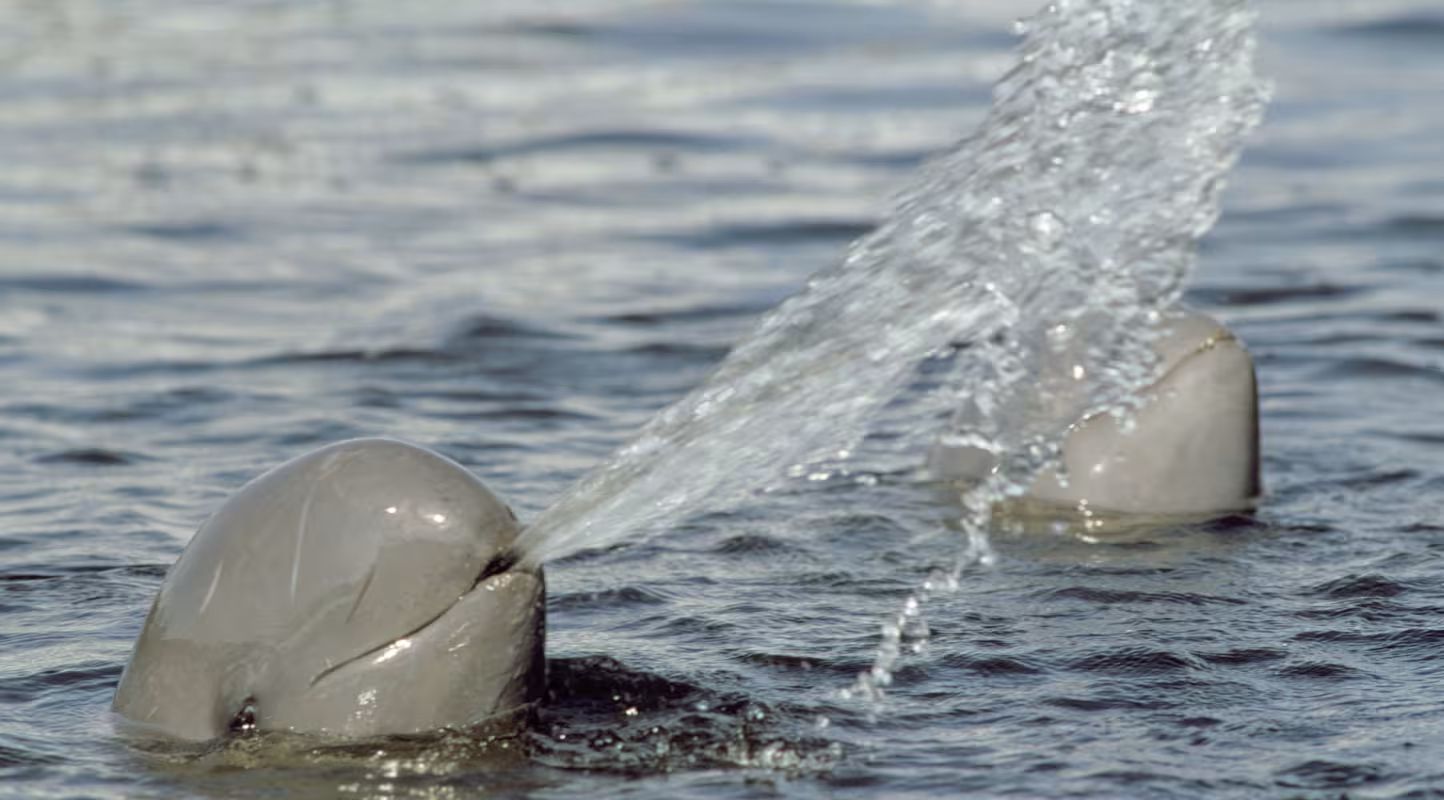 Deux dauphins de l'Irrawaddy (Orcaella brevirostris) jouent dans l'eau (Thaïlande) 