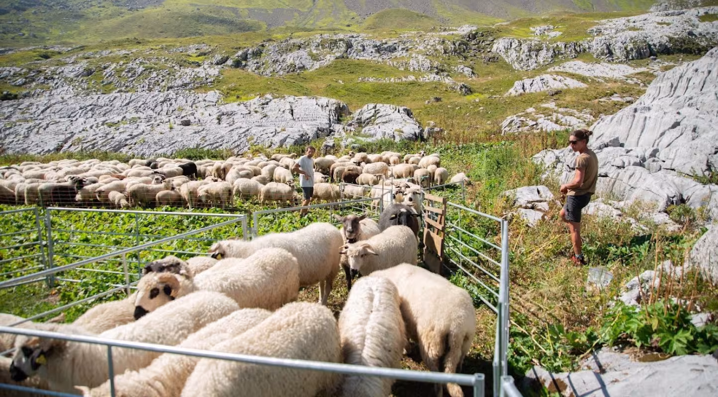 eleveurs de moutons