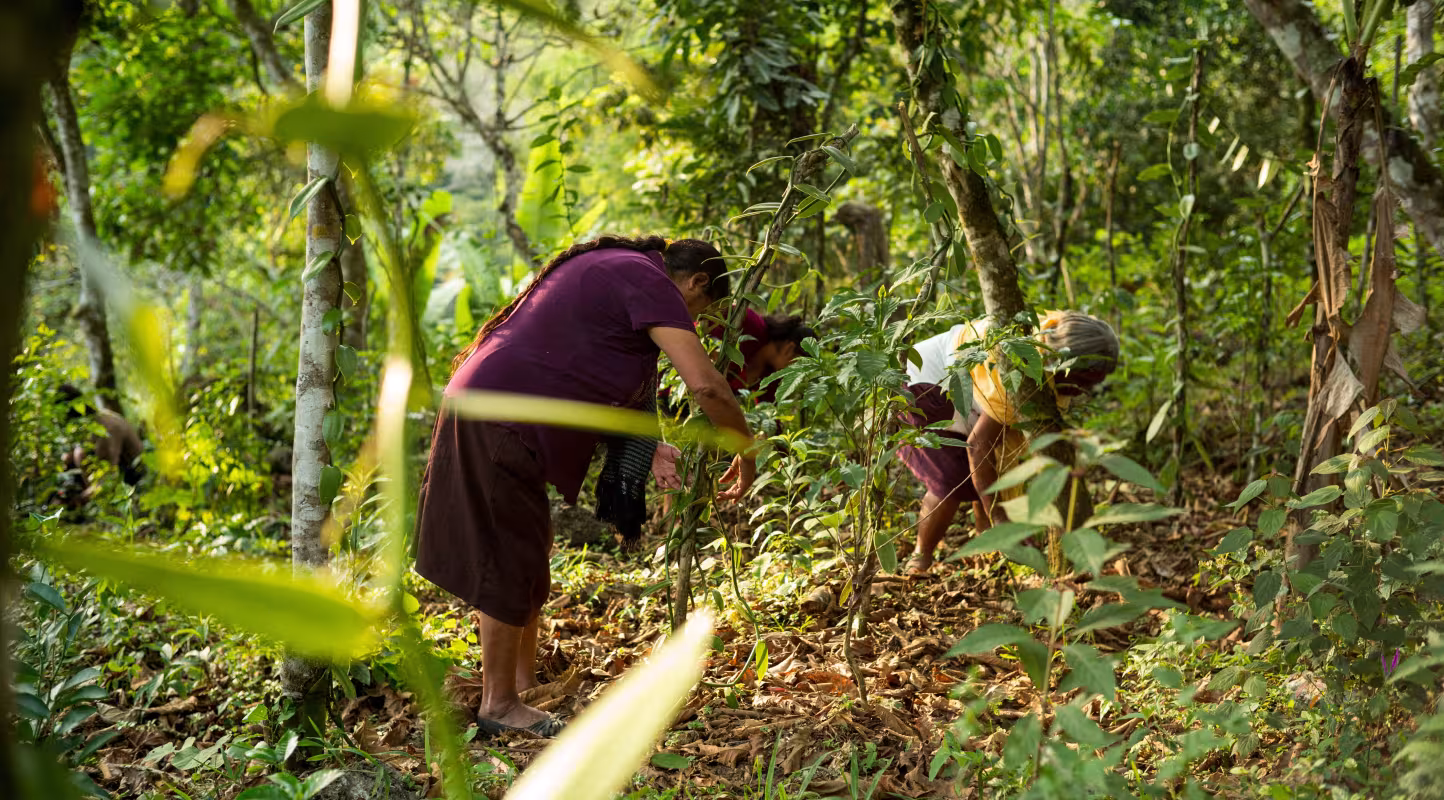 Deux femmes entretiennent leur plantation de vanille (Mexique)