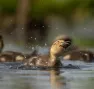 Un caneton colvert (Anas platyrhynchos) 