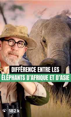 Quels différences entre les éléphants d'afrique et d'asie ?