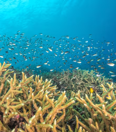Un banc dense de petits poissons de récif se déplace au‑dessus d’un récif de corail staghorn peu profond, en Nouvelle‑Britannique, Papouasie‑Nouvelle‑Guinée.