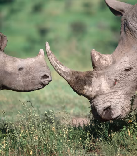 Rhinocéros blanc du Sud (Ceratotherium simum simum). Adulte et petit.