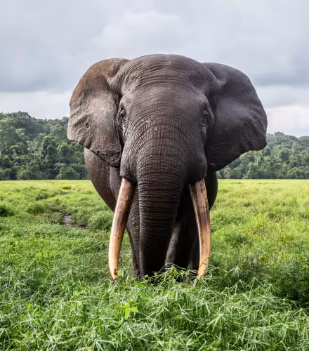 Éléphant de forêt africain (Loxodonta cyclotis) debout dans une clairière, portrait, Mbeli bai, parc national de Nouabale-Ndoki, République du Congo