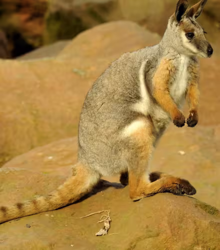 wallaby-rochers-pieds-jaunes