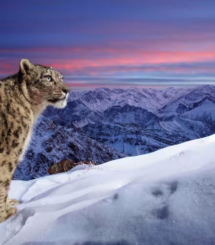 Une panthère des neiges sauvage déclenche un piège photographique équipé d’un appareil DSLR dans les hautes montagnes du Ladakh, dans l’Himalaya indien.