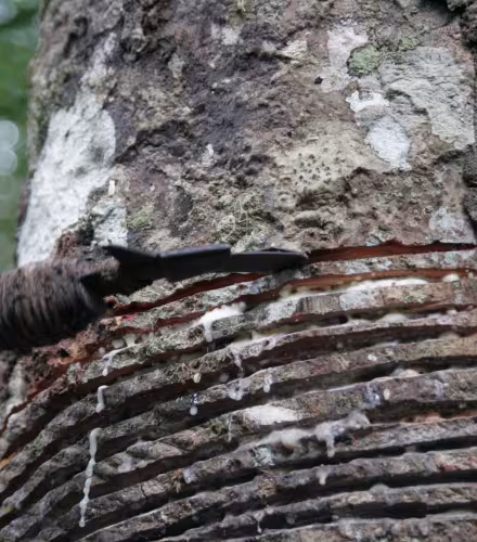 Extraction de latex d'un hévéa (Hevea brasiliensis).