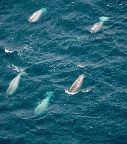 Groupe de narvals (Monodon monoceros) nageant à la surface. Île de Baffin, Canada. Océan Arctique.