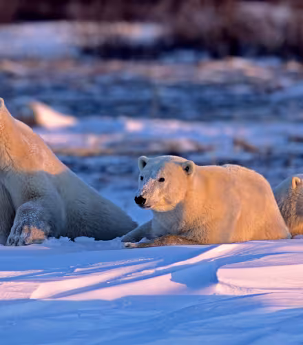Ours polaire (Ursus maritimus), Churchill, Manitoba, Canada.
