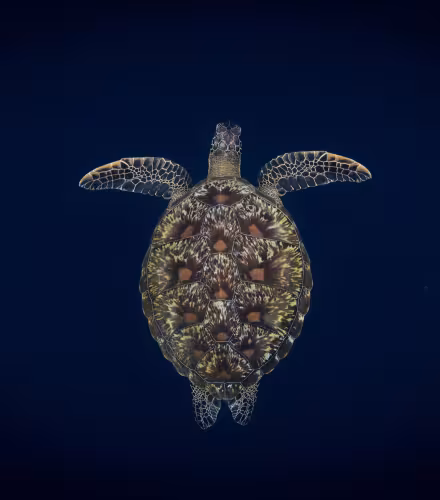 Une tortue verte (Chelonia mydas) nageant vers la surface, Bunaken, Sulawesi, Indonésie.