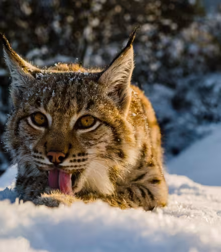 Lynx (Lynx lynx), animaux du projet « Retour du lynx ». Parc national de Veľká Fatra, Slovaquie.