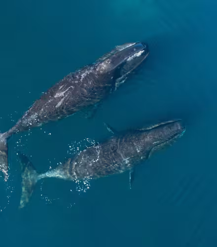 Baleines boréales (Balaena mysticetus) dans le détroit de Cumberland, au Nunavut, Canada.