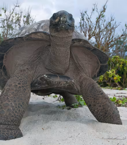 Une tortue géante des Seychelles (Aldabrachelys gigantea) se nourrit de végétation côtière.