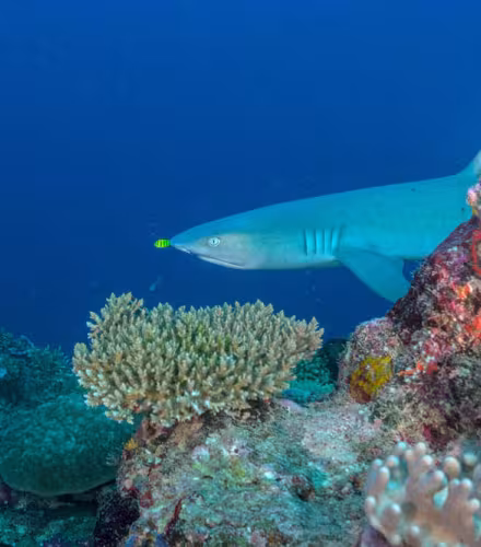 Requin corail à pointes blanches (Triaenodon obesus) nageant le long d’un récif près du passage de Mali