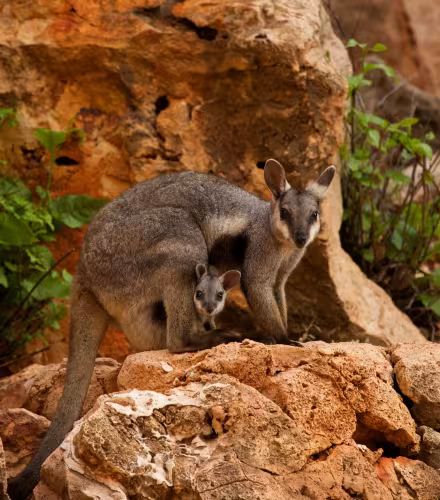 Wallabies des rochers (Petrogale lateralis), Australie occidentale
