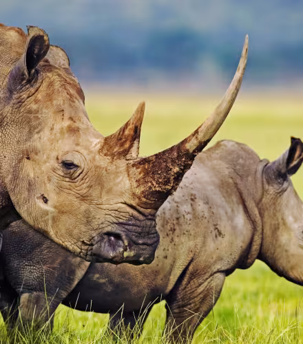 Deux rhinocéros blancs dans le parc national du Kenya