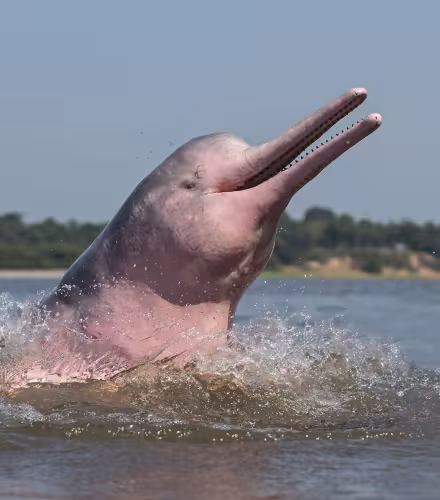 Dauphin de l'Amazone (Inia geoffrensis) sautant hors de l'eau Brésil