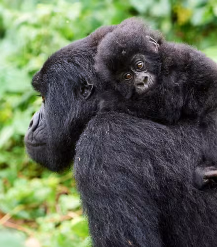 Gorille de montagne femelle (Gorilla beringei beringei) portant son bébé sur le dos, membre du groupe Kabirizi, Parc national des Virunga, Nord-Kivu, République démocratique du Congo, Afrique