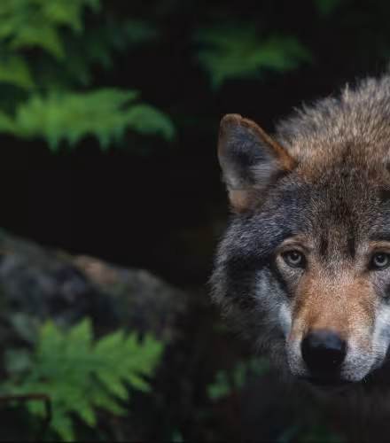 Canis lupus