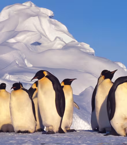 Un petit groupe de manchots empereurs ( Aptenodytes forsteri) sur la banquise.