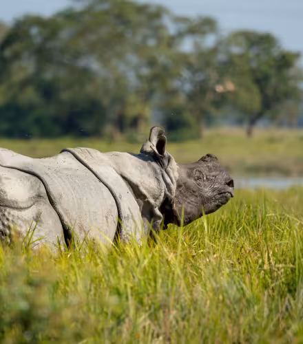 Rhinocéros d'Asie (Rhinoceros unicornis) près de l'eau.