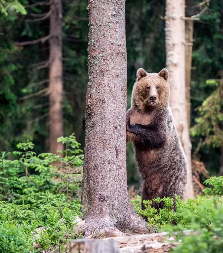 Ours brun (ursus arctos) dressé et accroché à un tronc d'arbre dans la forêt