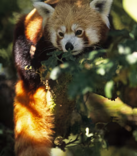 panda roux dans un arbre