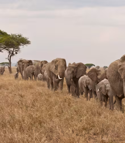 Eléphants qui se suivent dans la savane d'Afrique