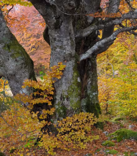 Arbre Ancien