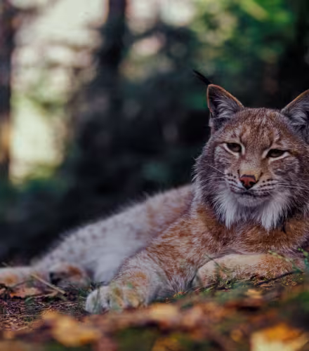 Lynx (Lynx lynx) allongé dans la Vallée de Bystrička, Parc national de Mala Fatra, Slovaquie