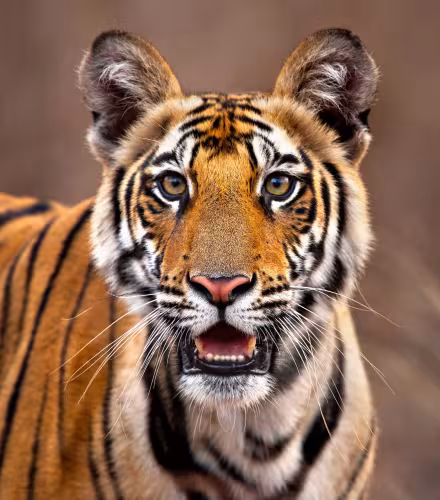 En Inde, le tigre file un bon coton 